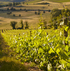 Growing grapes in the hills of Tuscany