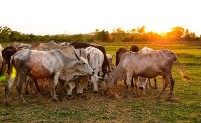 Cow grazing