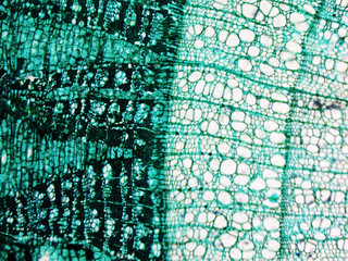 Pine Wood micrograph