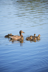 Duck With Her Childs