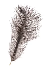 Photo sur Plexiglas Autruche plume d& 39 autruche gris foncé isolée sur blanc