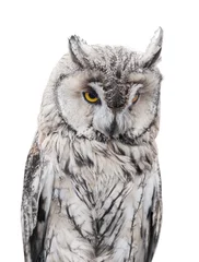 Papier Peint photo Hibou light gray owl on white background