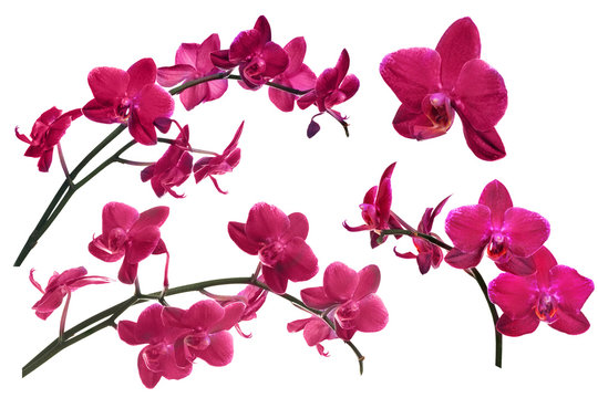 dark red orchid flowers collection isolated on white