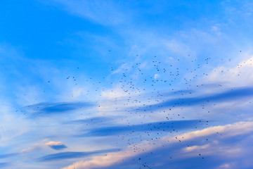 Flock of starlings