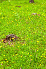 Grassland flowers and stump