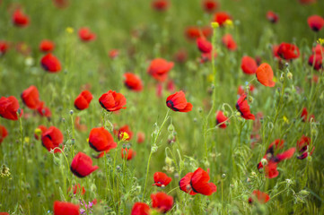 Xinjiang red flowers also known as  wild popp