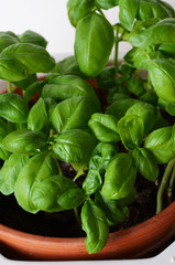 basil