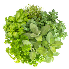 fresh herbs basil, marjoram, parsley, rosemary, thyme, sage