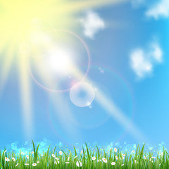 Obraz premium Field daisies in the morning.