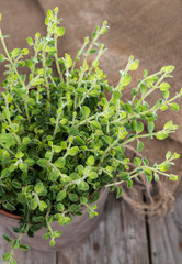 Oregano Plant on wood