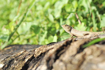Thai native lizard or chameleon