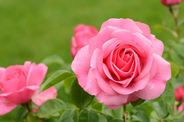 Garten 170