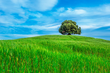 tree in the green field