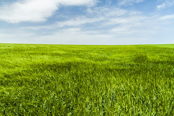 Obraz premium Green sea of wheat
