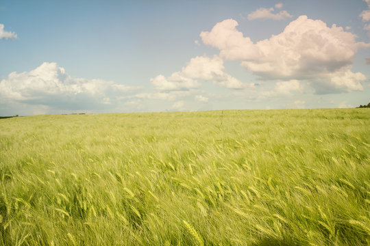 cyan and green field landscape