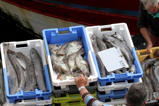 arrivage de poissons au port de p&ecirc;che,bretagne