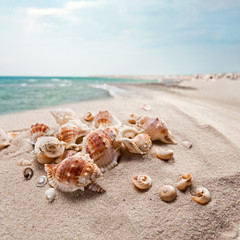 Fototapeta na wymiar shells on sea sand