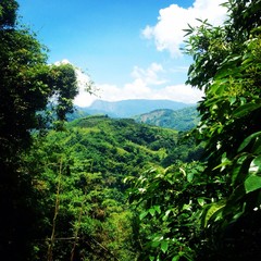 Obraz premium View through jungle at distant mountains from Mt. Ali in Taiwan.