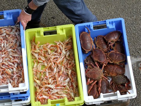 arrivage de langoustines, port de p&ecirc;che , bretagne