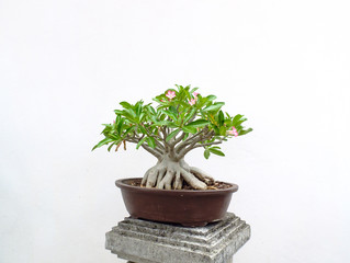 bonsai tree