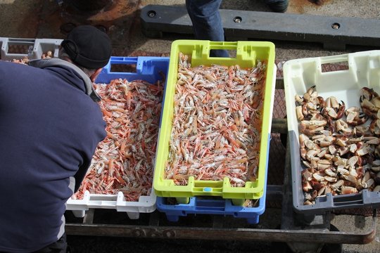 arrivage de langoustines au port de p&ecirc;che,bretagne