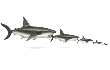 New Economy - Predatore, catena alimentare