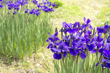 紫のアヤメの花花