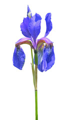 Flower of iris (Iris setosa) 12
