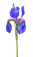 Foto auf Acrylglas Iris Blume der Schwertlilie (Iris setosa) 12