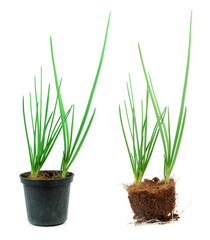 seedling Onion sapling isolated on white background