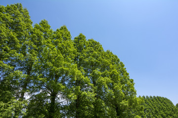 メタセコイアの並木と青空