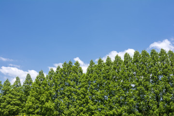 メタセコイアの並木と青空
