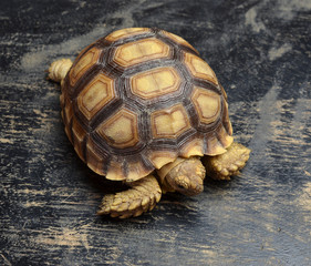 african spurred sulcata