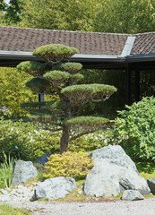 jardin japonais