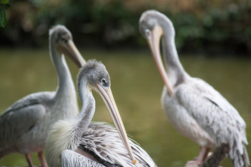 Pélicans en gros plan - Pelecanus crispus