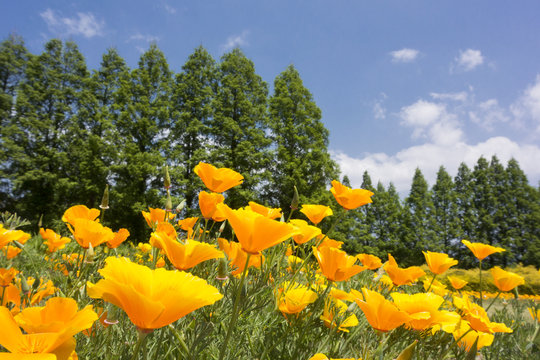 カリフォルニアポピーの花畑