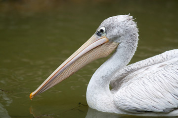 Pélican en balade sur l'étang