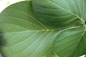 Pattern on green leaf.