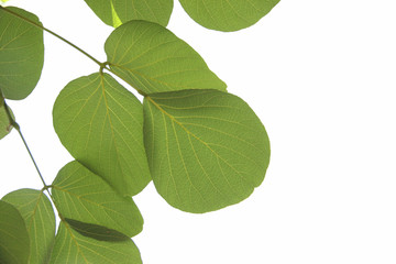 Fototapeta na wymiar Pattern green leaf isolated.