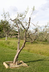Olivenbaum- Toskana-I-