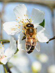 Honey bee on apricot flower