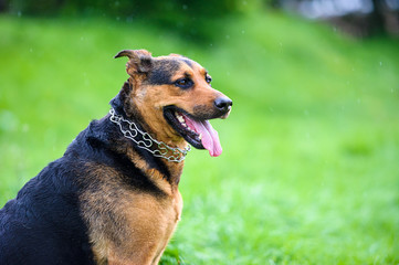 Dog in the rain on green grass