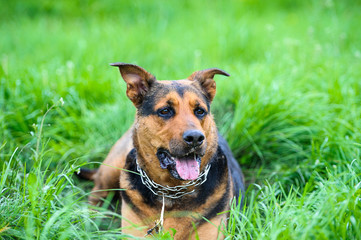 Funny dog on green grass