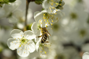 Bee on a flower of the white cherry blossoms.