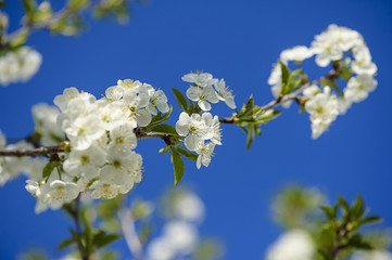 Flowers of the cherry blossoms on a spring day
