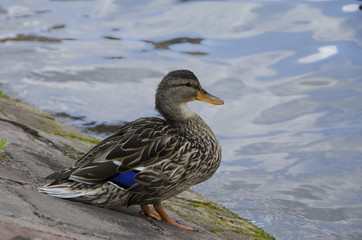canard colvert
