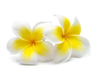 Afwasbaar Fotobehang Frangipani bloem frangipani