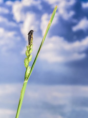 Insect resting on a spike