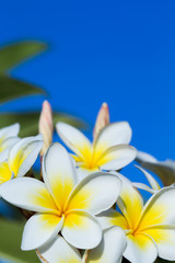 Fototapeta na wymiar plumeria flowers