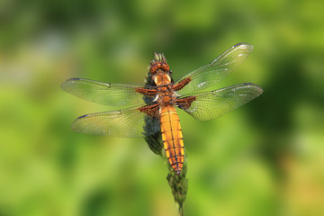 Plattbauchlibelle - Libellula depressa